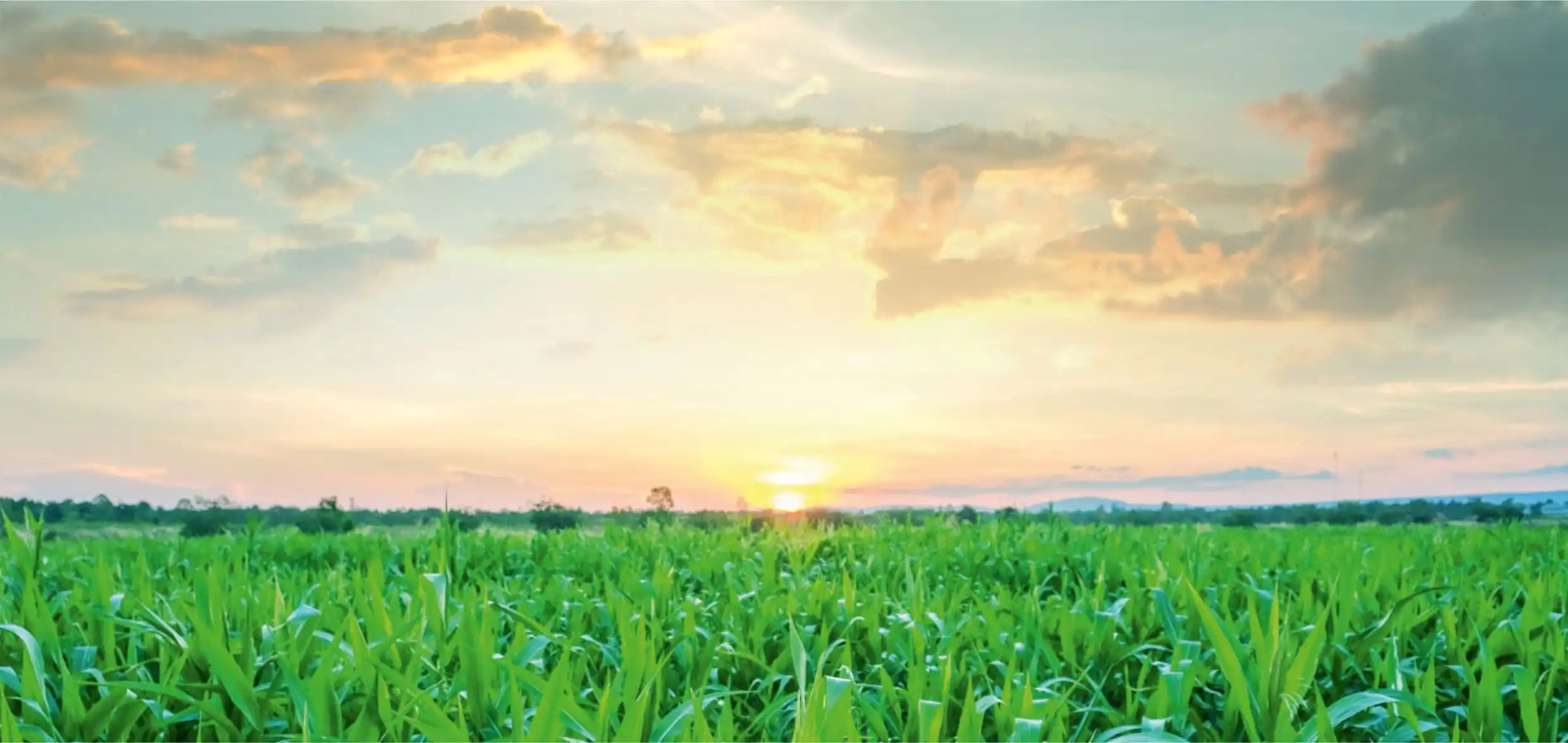 Nawożenie kukurydzy - Stan-Rol - Nawozy sztuczne dla rolnictwa